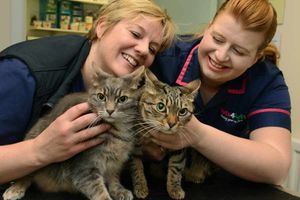 Vet, Jo Day, and veterinary nurse, Jodie Shepherd, with the abandoned cats