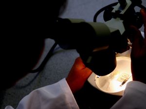 Supporting image for story: Potential treatment for obesity and postnatal depression found by scientists