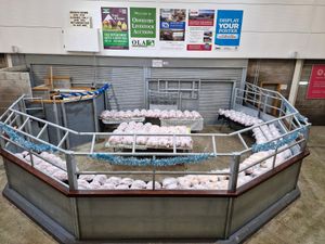 Supporting image for story: Turkey sales reach up to £100 at Oswestry event