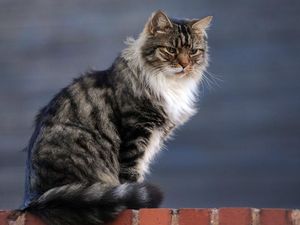 Supporting image for story: Cat ban call for house buyers on Shropshire estate