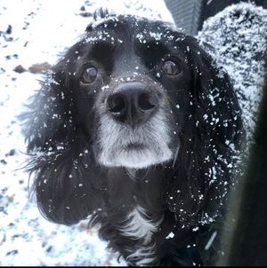 A dog enjoys the snow in Craven Arms. Credit: Mandy Wild