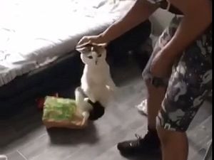 Supporting image for story: RSPCA appeal after man violently beats cat in Snapchat video