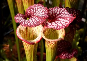 Mike sells plants to other collectors