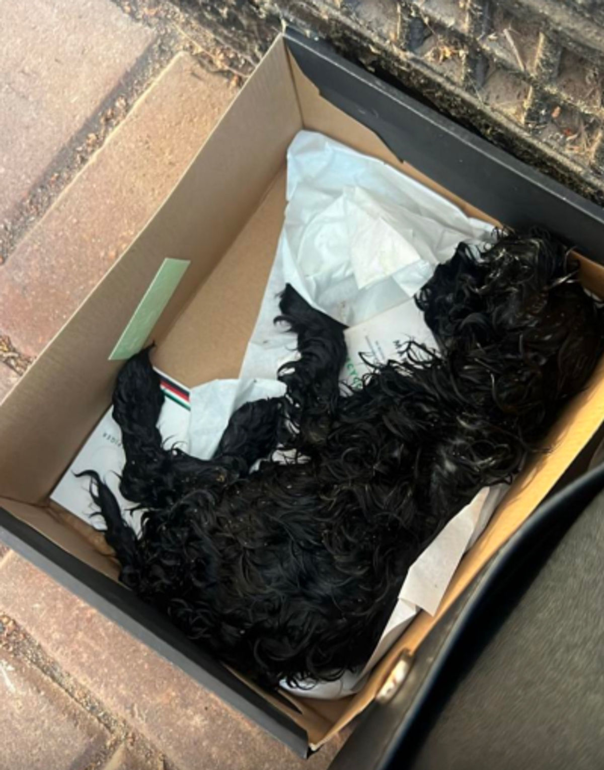 Dog abandoned in shoebox on doorstep in West Midlands sparking RSPCA appeal