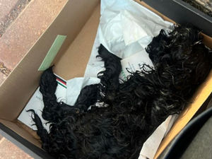 Supporting image for story: Dog abandoned in shoebox on doorstep in West Midlands sparking RSPCA appeal