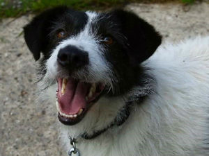 Supporting image for story: Stray dogs to be cared for at Hilbrae Rescue Kennels