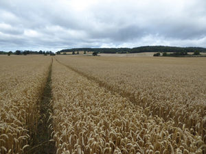 Supporting image for story: Large arable block with buildings exceeds £13,000/acre guide