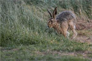 Foraging Hare by Phil Green
