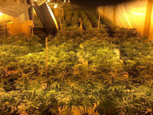 Supporting image for story: Trio arrested as police uncover 'one of largest' cannabis factories in years worth £800k