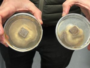 Supporting image for story: Mushroom pellets use fungi ‘superpowers’ to restore forests around world