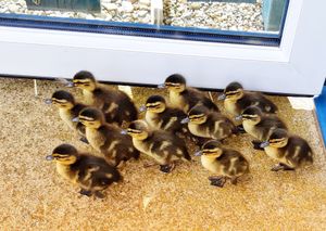 The unexpected visitors