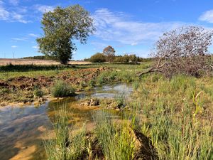Supporting image for story: Natural England boss eyes move from bat-by-bat focus to wider nature restoration