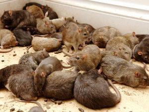 Supporting image for story: Blog: The squalor of student digs