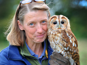 Supporting image for story: Shropshire Falconry determined to survive the pandemic and continue looking after one-of-a-kind birds