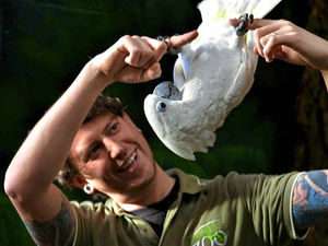 Supporting image for story: Shropshire zoo welcomes new arrivals