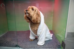 Ruby the Cockapoo relaxes in the new kennels at Harrison Family Vets.