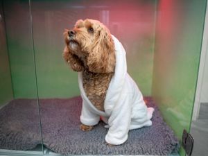 Ruby the Cockapoo relaxes in the new kennels at Harrison Family Vets.