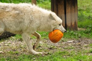 The pumpkins didn't stand much of a chance when faced with Hoo Zoo and Dinosaur World's wolves.