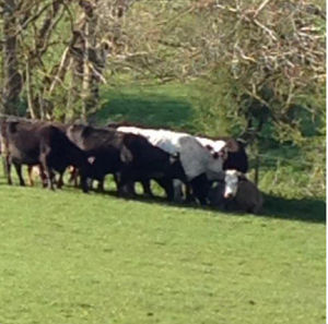 Back to relaxing. Photo: @SFRS_JimBarker
