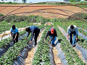 Supporting image for story: Fewer EU citizens registering to work in Shropshire 