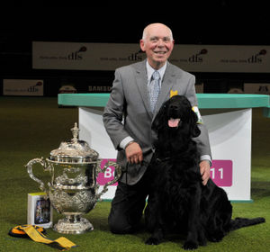 Vbos The Kentuckian, Retriever (Flat-Coated) with Jim Irvine in 2011. Credit Lisa Croft-Elliot and the Kennel Club