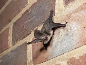 Supporting image for story: Peter Rhodes on Empire-bashing, land-grabbing and the debt we owe to bats