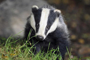 Supporting image for story: Letter: Slaughter of badgers in bid to stamp out TB is step too far