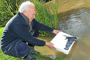 Supporting image for story: Slippery shipment of eels released in Shropshire's River Teme