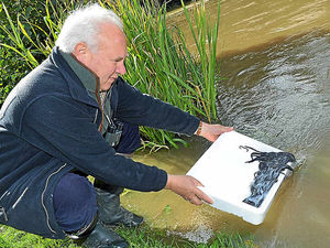 Supporting image for story: Slippery shipment of eels released in Shropshire's River Teme