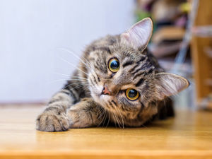 Supporting image for story: Shropshire cat owners can get their cats neutered for £5 in new campaign 