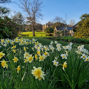 Daffodils at Dudmaston.