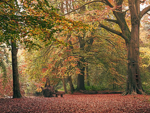 Supporting image for story: Man exposes himself to dog walker at Telford beauty spot