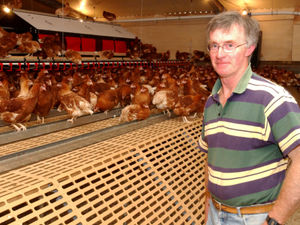 Supporting image for story: Eggs scandal: Don't panic, ours are safe, say Shropshire farmers