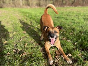 Supporting image for story: Hero police dog treated to well-earned steak after being punched and kicked in violent attack