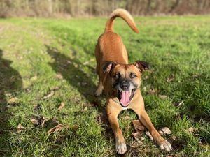 Supporting image for story: Hero police dog treated to well-earned steak after being punched and kicked in violent attack