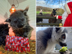 Supporting image for story: Christmas Day at the zoo: We learn what the big day brings for animals and their dedicated keepers at Telford attraction