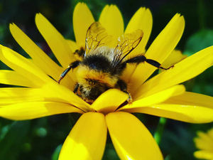 Supporting image for story: Shropshire weather: Heatwave leaves bees buzzing