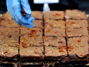 Supporting image for story: Human memory prioritises high-calorie foods, study finds