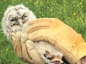 Supporting image for story: Baby owl rescued after falling from tree