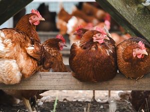 Supporting image for story: House approved next to poultry unit on farm near Builth Wells despite health concerns