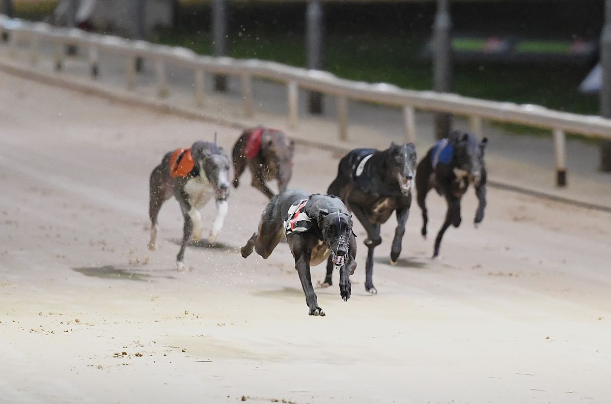 Date UK's newest greyhound race track Dunstall Park will open confirmed
