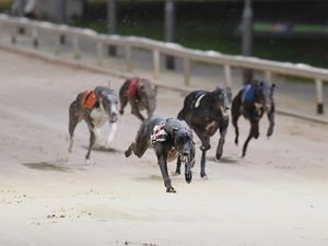 Supporting image for story: Date UK's newest greyhound race track Dunstall Park will open confirmed
