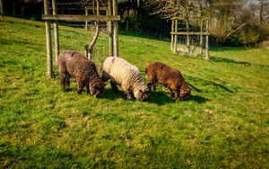The Ryland sheep were destined for Boscobel House