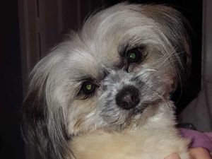 Supporting image for story: 'Mauled to death': Alsatian savages sleeping pet in Telford family's home 