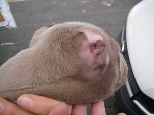 Bulldog Zena's ears were cropped 