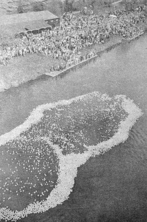 Thousands of plastic ducks take to the River Severn at Ironbridge, kicking off the annual Ironbridge Duck Race on May 6, 1985.
