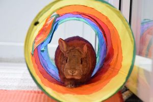 Casanova