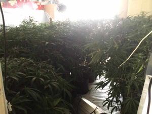 The plants were seized from three houses in Halesowen, picture: @CDTWMP
