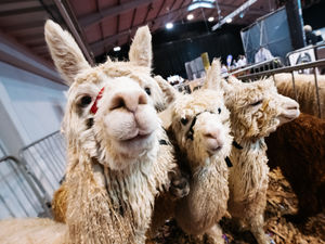 Supporting image for story: Peter Rhodes on horrible horses, dodgy drinks and artificial injustice