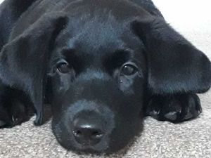 Supporting image for story: Dan Morris: Puppy power brings back some sparkle